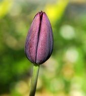 closeup photo of the closed tulip flower