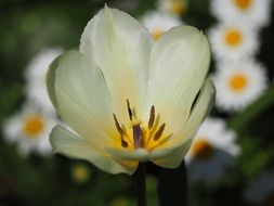 tulip on the background of daisies