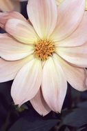 delicate pink flower in India