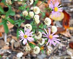 Beautiful, blooming, purple-yellow and white wild flowers in summer