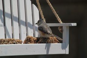 titmouse is sitting on a feeding trough