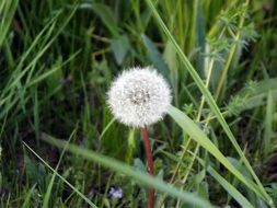 Beautiful white dandelion flower among the green grass and plants