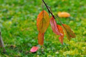 red autumn leaves close-up