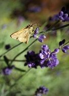 Butterfly on the lavender in summer close-up on blurred background