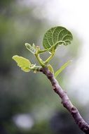 macro photo of growing tree branch with leaves in the garden on a blurred background