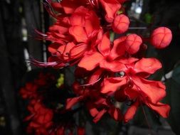 exotic red flowers
