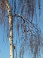 bare birch tree at sky