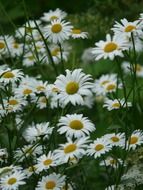 marguerite Daisy meadows