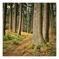forest landscape on a background of tree trunks