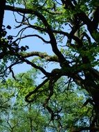 tree in a mystical forest