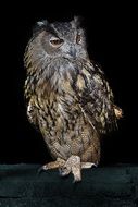 owl night bird wildlife portrait