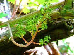 young vine close up