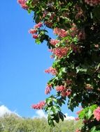 green bush with red flowers against the blue sky