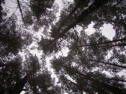 upward view of forest sky in winter