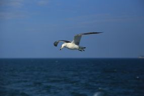 Seagull above the dark sea