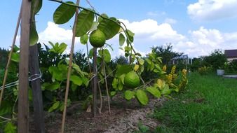 fresh lemon fruit