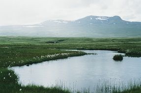 beautiful pond on a flowered field