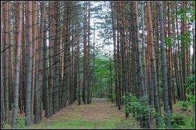 pine tree forest in spring