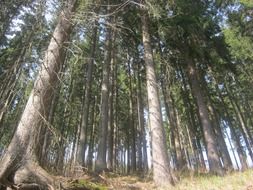 attractive thuringian forest