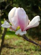 White and purple magnolia flowers blossom