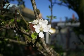 blossoms apple tree in spring