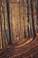 a walk in the autumn forest