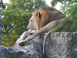 the lion lies on a rock