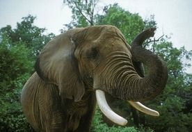 elephant african savannah