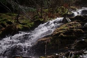 mountain creek in the national park