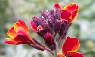 closeup picture of the colorful mirabilis jalapa flowers