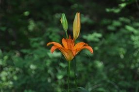 Orange flowers blossom in the forest