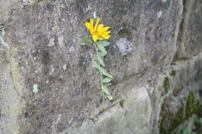 Flower on the wall close-up