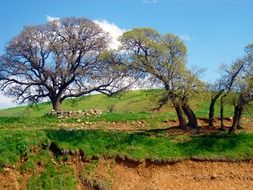 picturesque landscape of wild trees on a hill