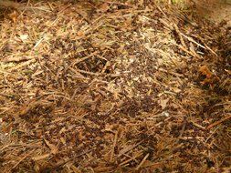 forest ants among the dry leaves