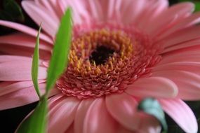 macro photo of pink gerbera flower and green grass