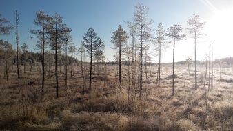 winter landscape with trees in finland