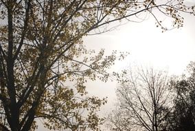 trees in autumn fog