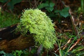 green moss forest