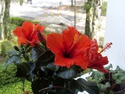 red hibiscus flowers in the garden