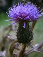 macro photo of purple milk thistle flower on a blurred background