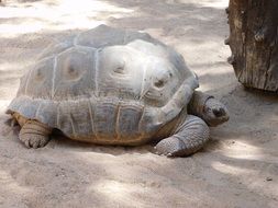 turtle nature gran canaria