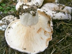 White mushrooms in the forest