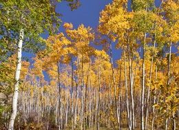 golden and green birch trees in the forest