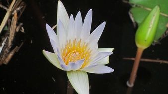 white water lily