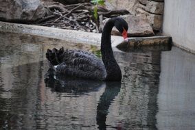 lonely black swan on the pond