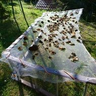 drying of morels in the sun