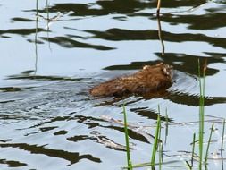muskrat in a river