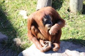 orangutan sitting in the sun