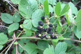 ripe blackberry in the thicket of the forest