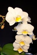 houseplant white orchid blossom